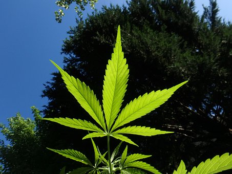 Hier sieht man ein Cannabis Blatt vor einem Baum