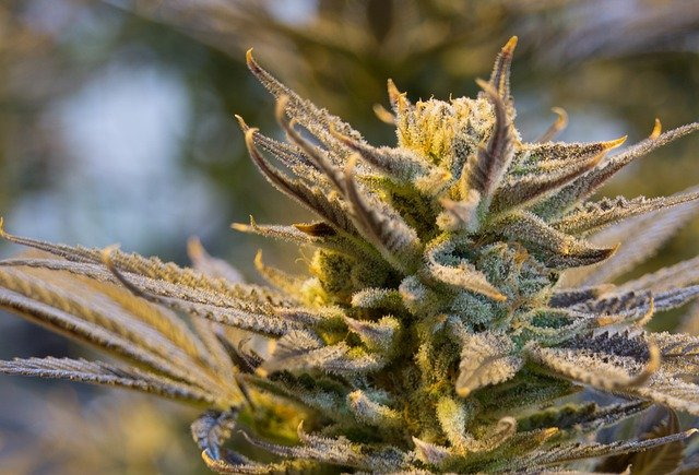Cannabis Blüte in der Nahaufnahme.