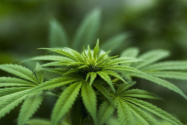 Eine Cannabis Pflanze in der Nahaufnahme.
